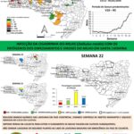 Aumento de cigarrinha-do-milho é detectado em SC, mas dentro do esperado