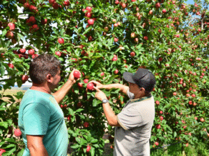 Governo do Estado e Epagri vão investir R$ 7,8 milhões em projetos de inovação agropecuária