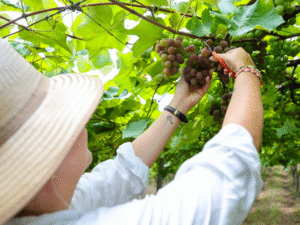 Governo do Estado e Epagri vão investir R$ 7,8 milhões em projetos de inovação agropecuária