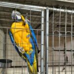 Operação Aruana mira tráfico de animais e cumpre mandados em cinco estados