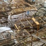 Operação Aruana mira tráfico de animais e cumpre mandados em cinco estados