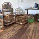 Fiscalização ambiental apreende mais de 60 pássaros silvestres em Orleans