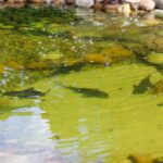 Centro Rui ganha Jardim Sensorial e amplia atendimento à educação inclusiva em Orleans