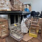 Fiscalização ambiental apreende mais de 60 pássaros silvestres em Orleans