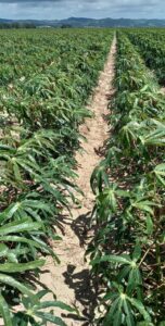 Safra da mandioca é aberta com boas perspectivas no Sul catarinense