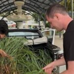 Mudas de citronela são distribuídas em ação de prevenção à saúde, em Orleans