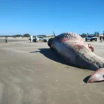 Baleia-de-Bryde é encontrada morta em praia de Jaguaruna Baleia-de-Bryde é encontrada morta em praia de Jaguaruna