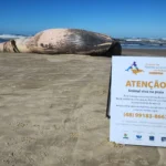Baleia-de-Bryde é encontrada morta em praia de Jaguaruna Baleia-de-Bryde é encontrada morta em praia de Jaguaruna