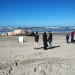 Baleia-de-Bryde é encontrada morta em praia de Jaguaruna Baleia-de-Bryde é encontrada morta em praia de Jaguaruna