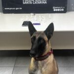 Dois jovens são presos por tráfico e associação para o tráfico em Criciúma Dois jovens são presos por tráfico e associação para o tráfico em Criciúma