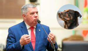 Lei Orelha é aprovada na Alesc e endurece punição para maus-tratos contra animais Lei Orelha é aprovada na Alesc e endurece punição para maus-tratos contra animais