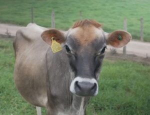 Santa Catarina garante segurança para os produtores e excelência para a pecuária com o Fundo de Sanidade Animal