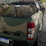 Trinta e nove aves silvestres em situação precária são resgatadas